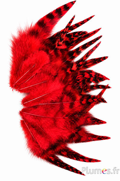 Haan chinchilla - 9-13 cm - rood